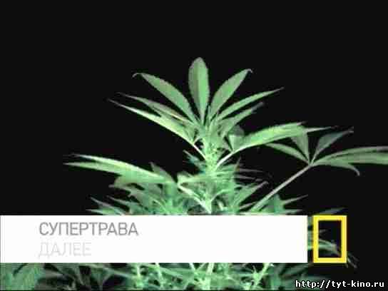 National Geographic: Супертрава / Inside: Marijuana (2009)